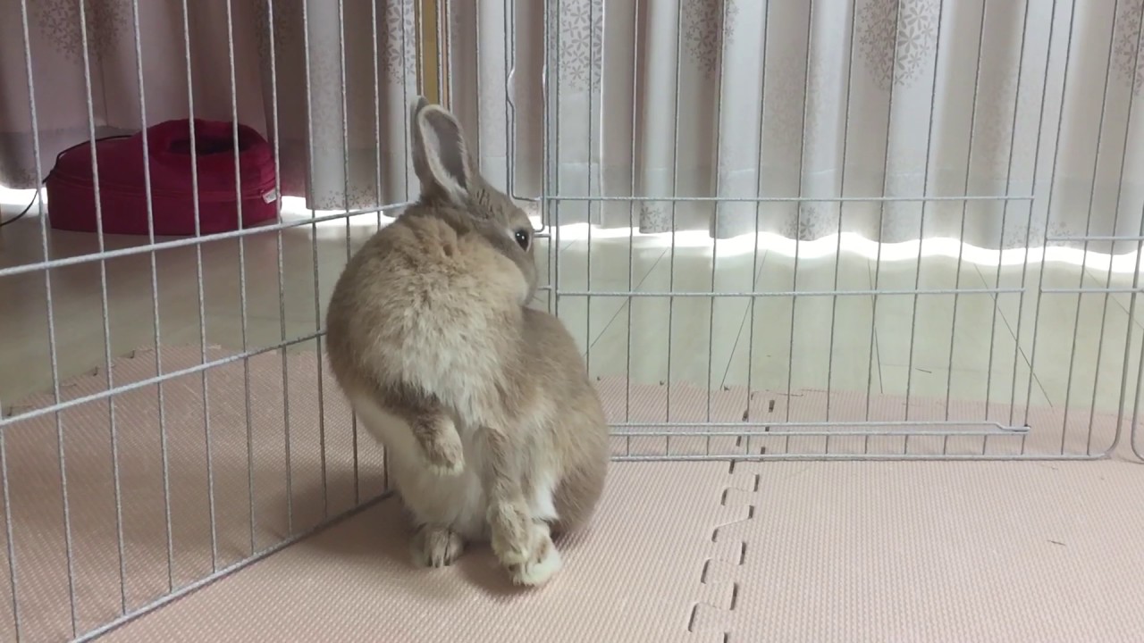 綺麗好きうさぎ ボン二郎 cute rabbit bunny cleaning itself