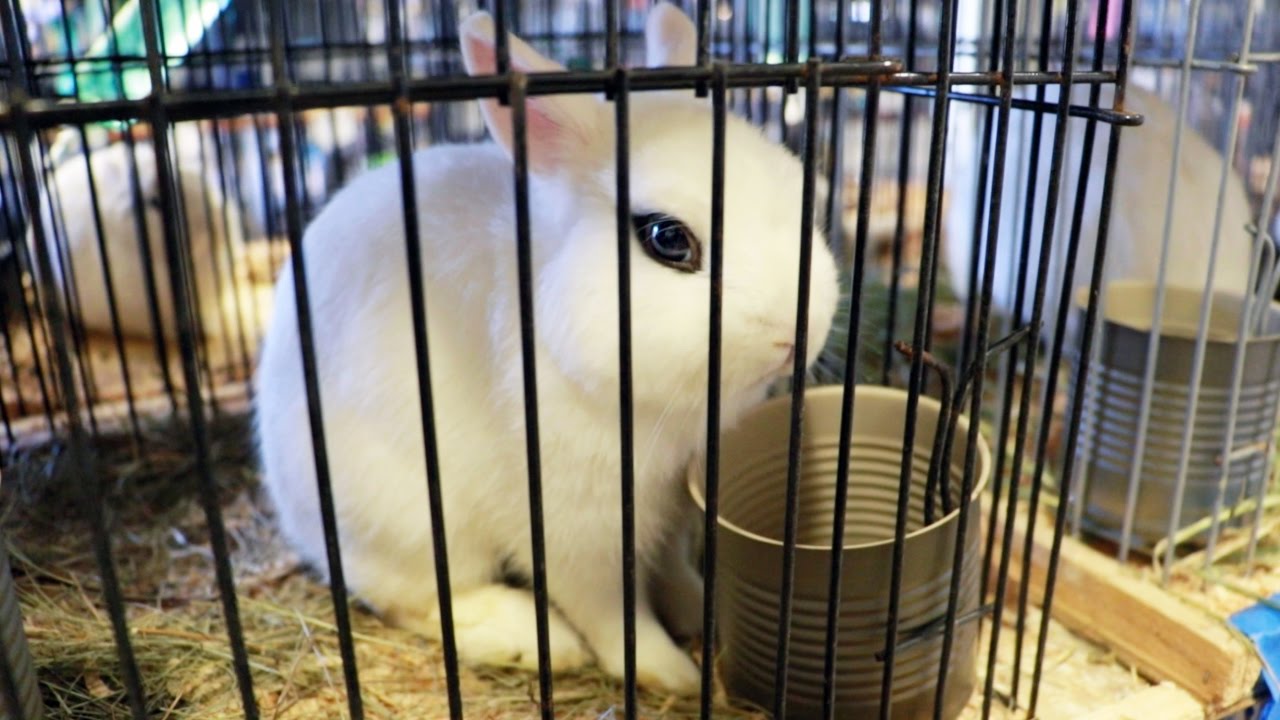 Adorable Dwarf Hotot Rabbit