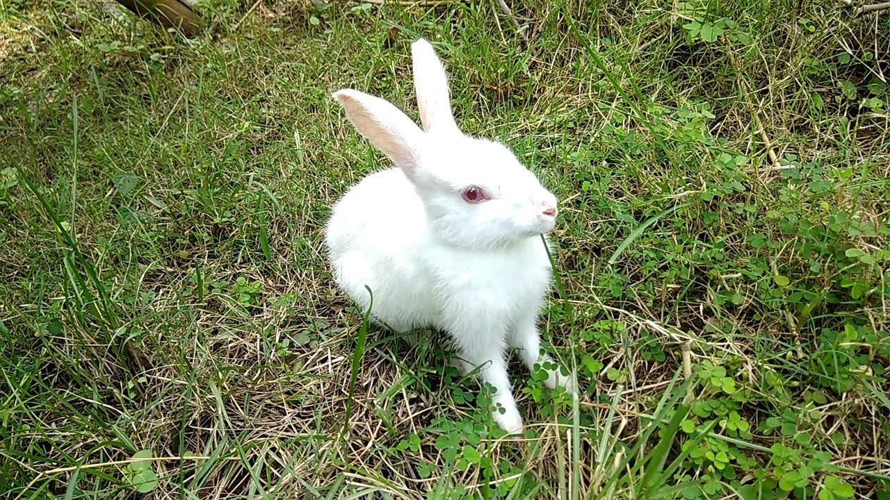 Rabbit- Wow! Beautiful & Cute Rabbit playing in my Garden its amazing