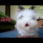 Cute Rabbit eat Cherry