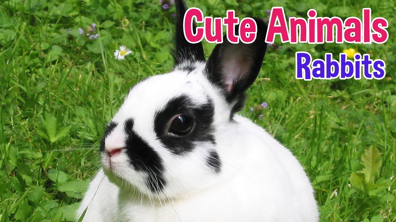 RABBITS - Animals For Kids - Rabbit photos with classical music for children by Oxbridge Baby