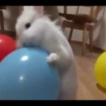 Funny Cute Rabbit Videos Compilation New HD
