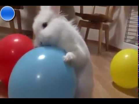 Funny Cute Rabbit Videos Compilation New HD