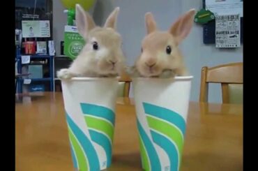 Funny and Cute Bunny! [Compilation]