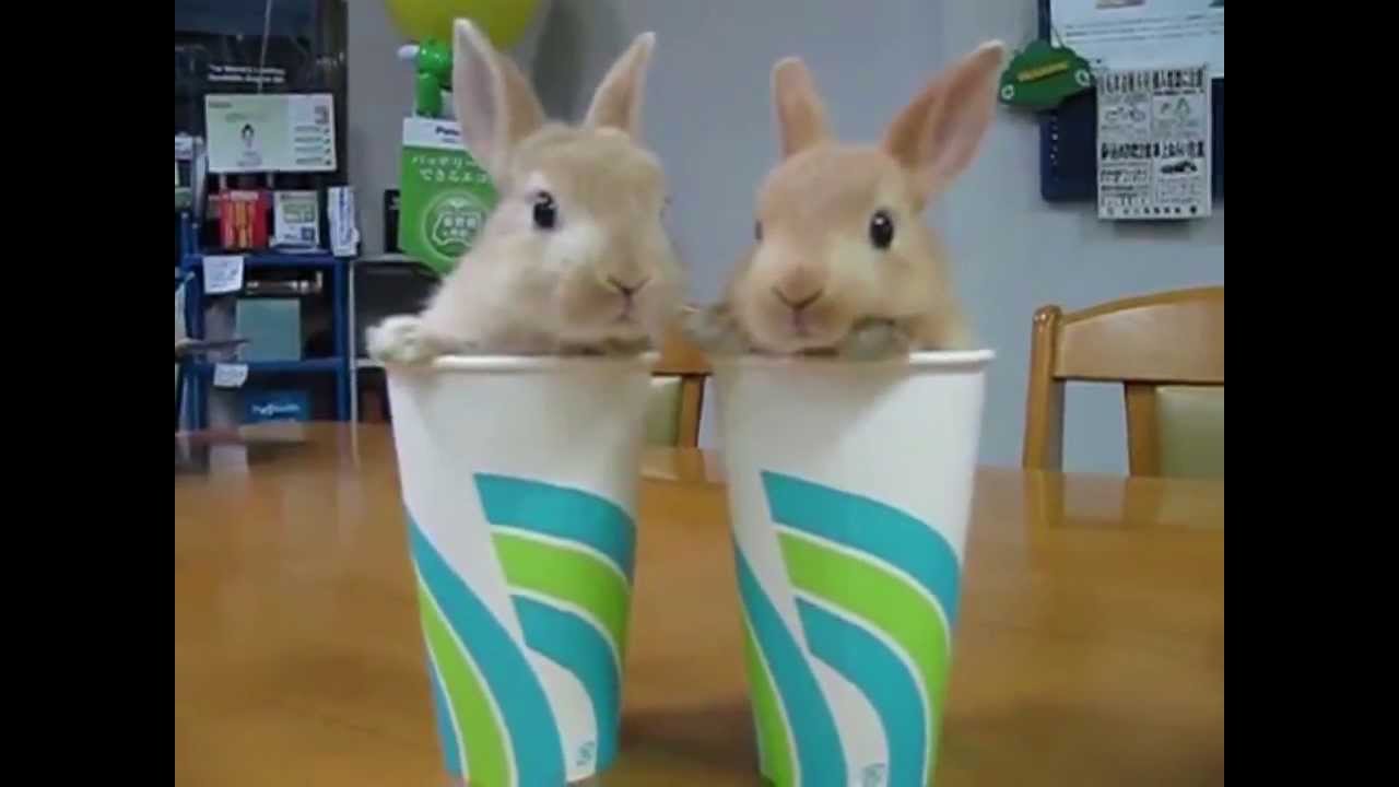 Funny and Cute Bunny! [Compilation]