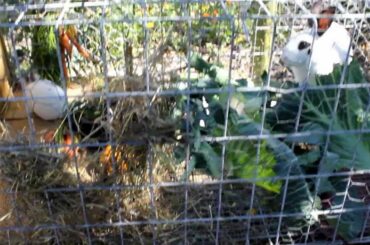 My recycled chicken cage rabbit hutches and some 3 weeks old baby rex rabbits