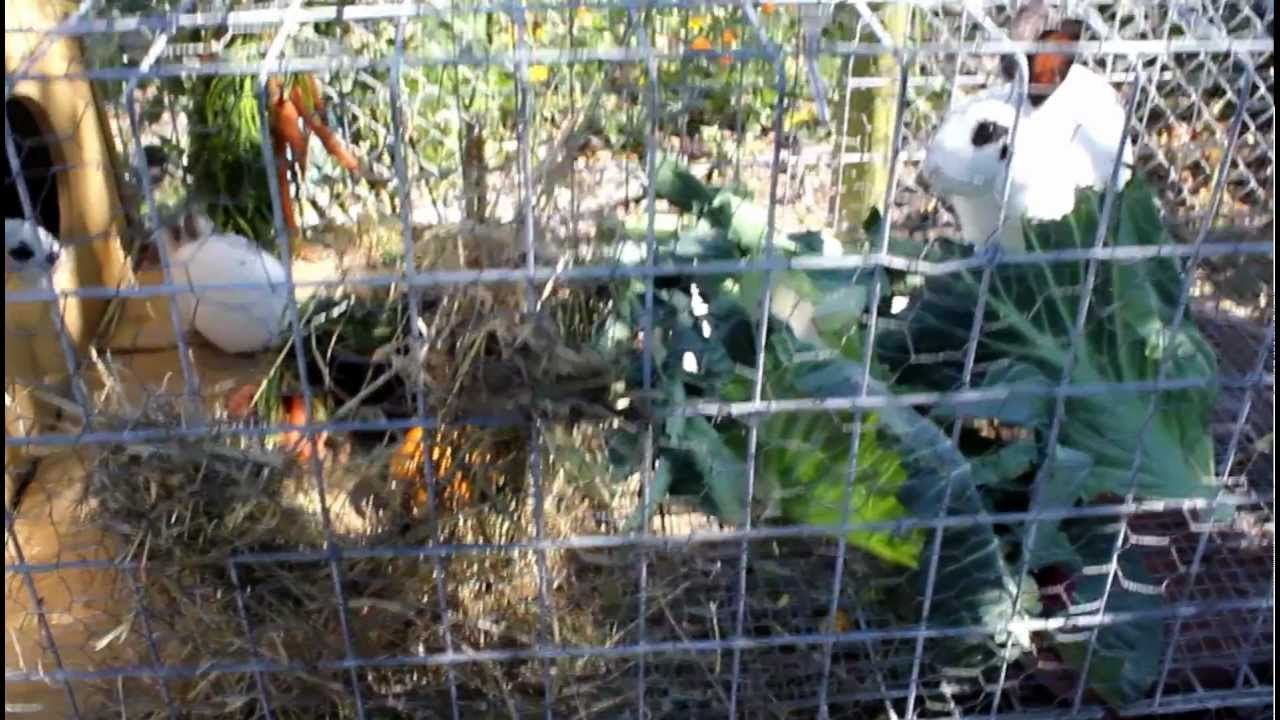 My recycled chicken cage rabbit hutches and some 3 weeks old baby rex rabbits