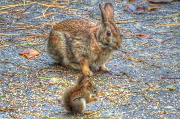 Rabbit Watches Over Baby Red Squirrel