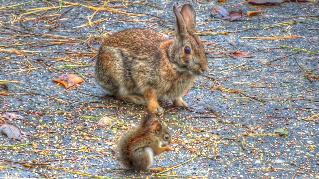 Rabbit Watches Over Baby Red Squirrel