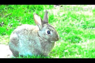 ♥♥ Relaxing, Sleep music for rabbit, bunny and baby ♥♥ Happy Bunny 1