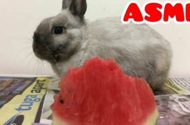 ASMR TÜRKÇE TAVŞAN KARPUZ YEME / ASMR Cute Rabbit  watermelon eating | Asmr Eating Sounds
