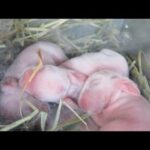 12-Hour Old Baby Bunny Litter!