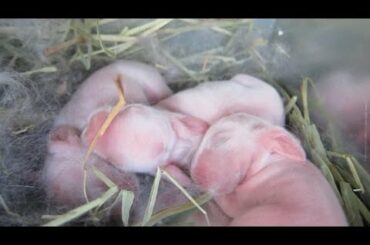 12-Hour Old Baby Bunny Litter!