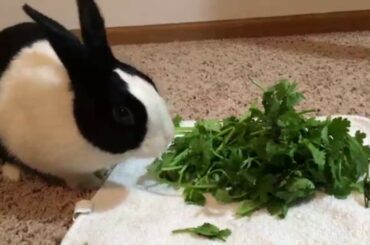 Cute Rabbit eating crunchy Cilantro ASMR!