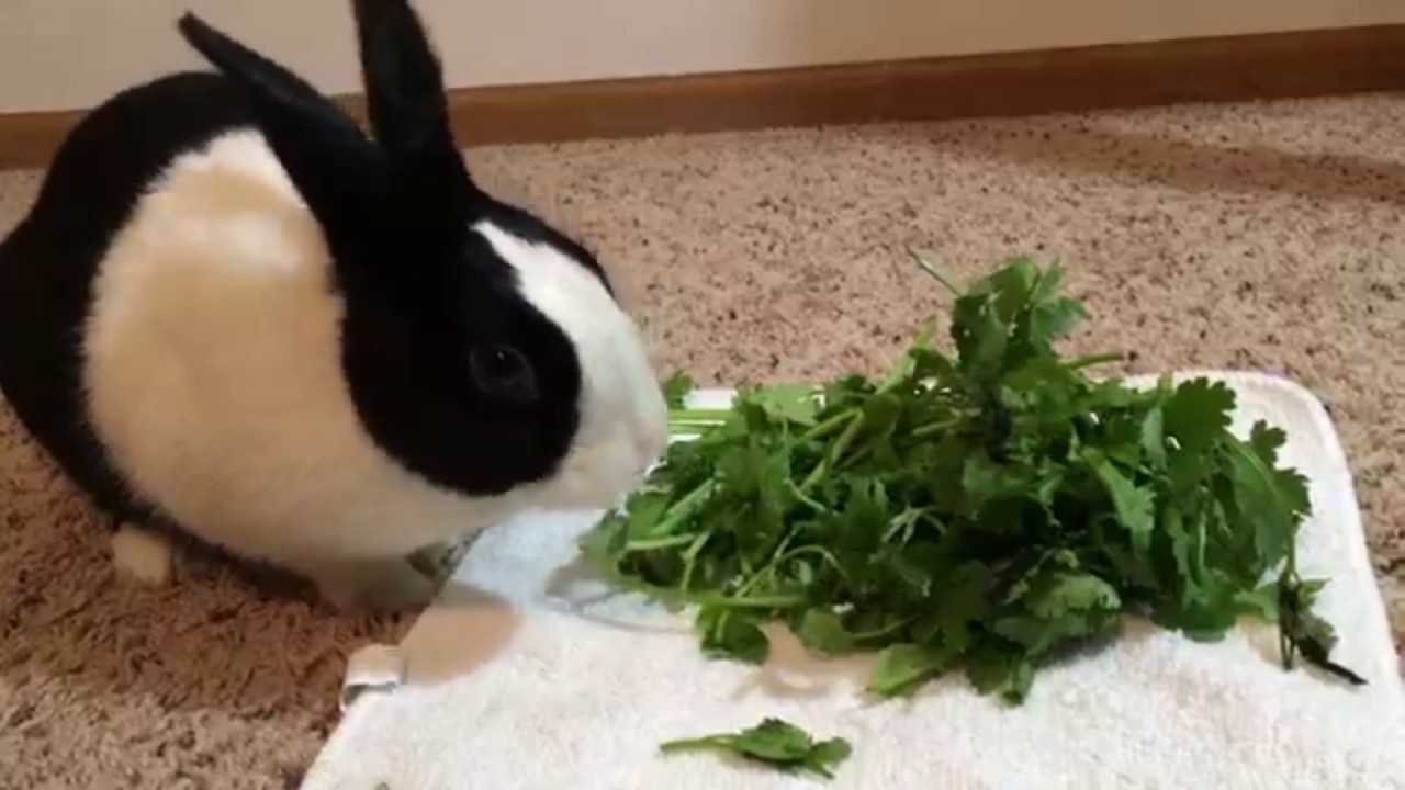 Cute Rabbit eating crunchy Cilantro ASMR!