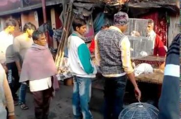Cute Rabbit Sellers & Breeders At Kolkata Galiff Street pet Market P-1