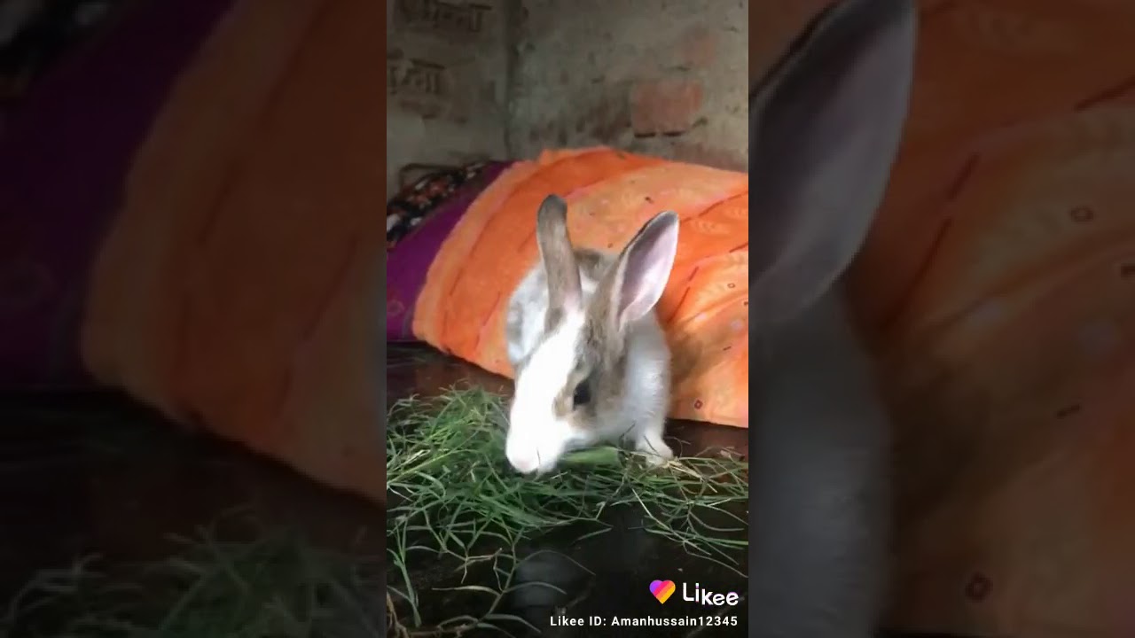 The cute Rabbit  Intelligent 😊😊 of likee video.