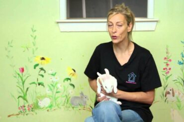 How to Take Care of a Newborn Bunny Rabbit : Rabbit Care
