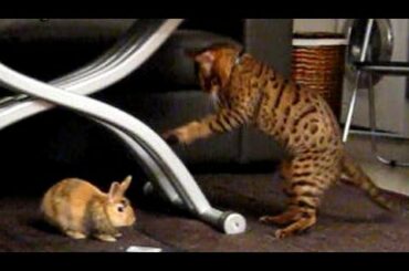 Bengal Cat playing with cute Rabbit