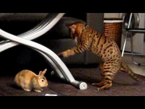 Bengal Cat playing with cute Rabbit