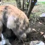 Mother Rabbit Brings Out Her Babies for a Feeding - Then Tucks Them Back In