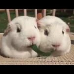 Cute rabbit Couple