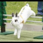 Rabbit Obstacle Course in Korea