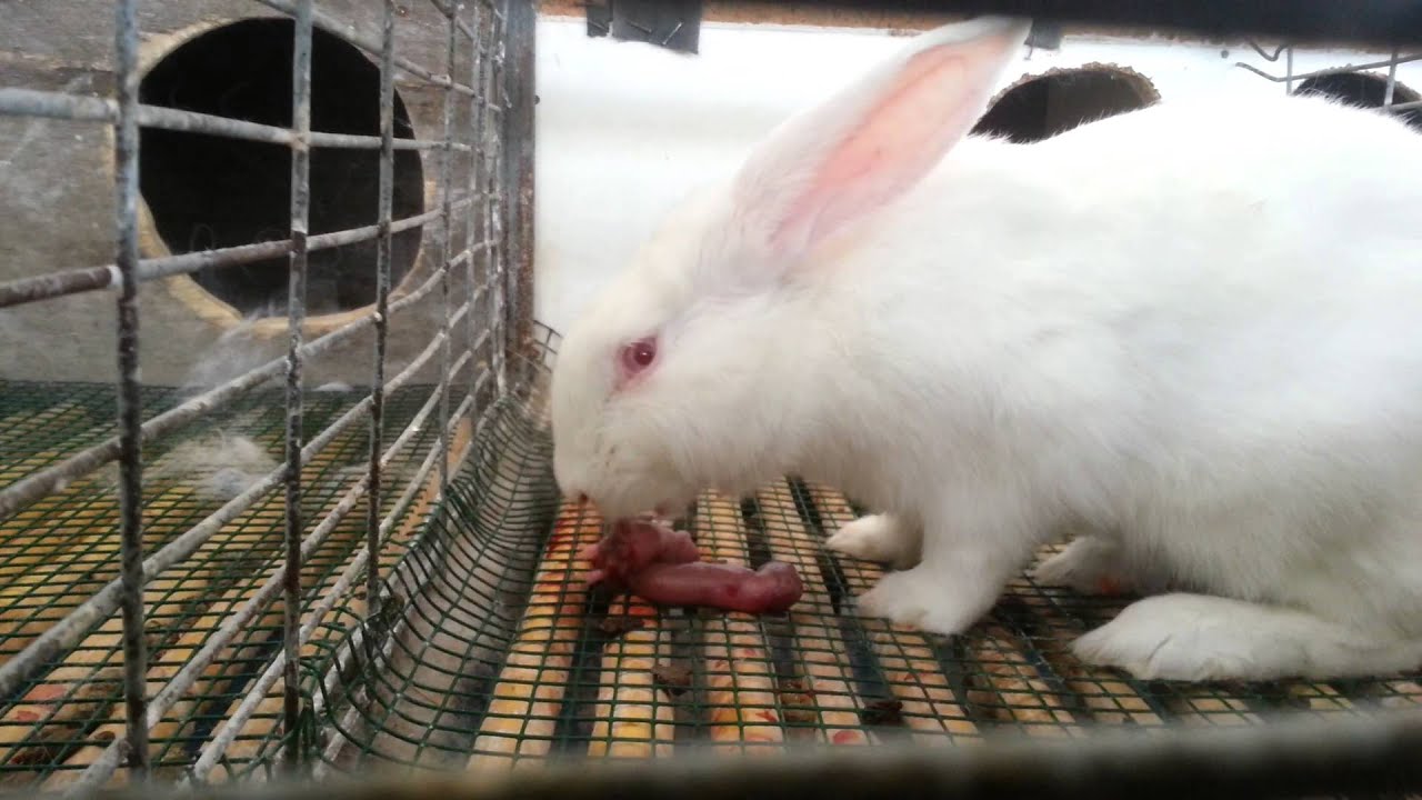 Rabbit eating own babies.