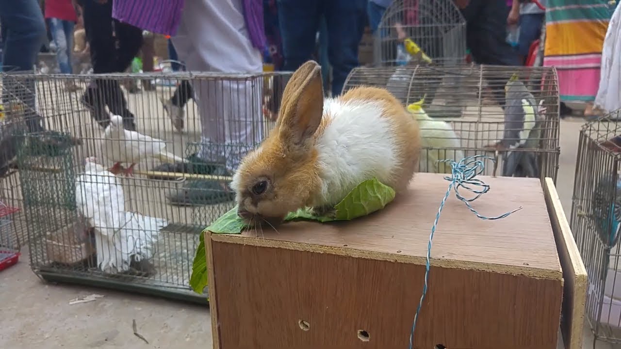 Cute rabbit for sale / Rabbit feeding / pet market BD