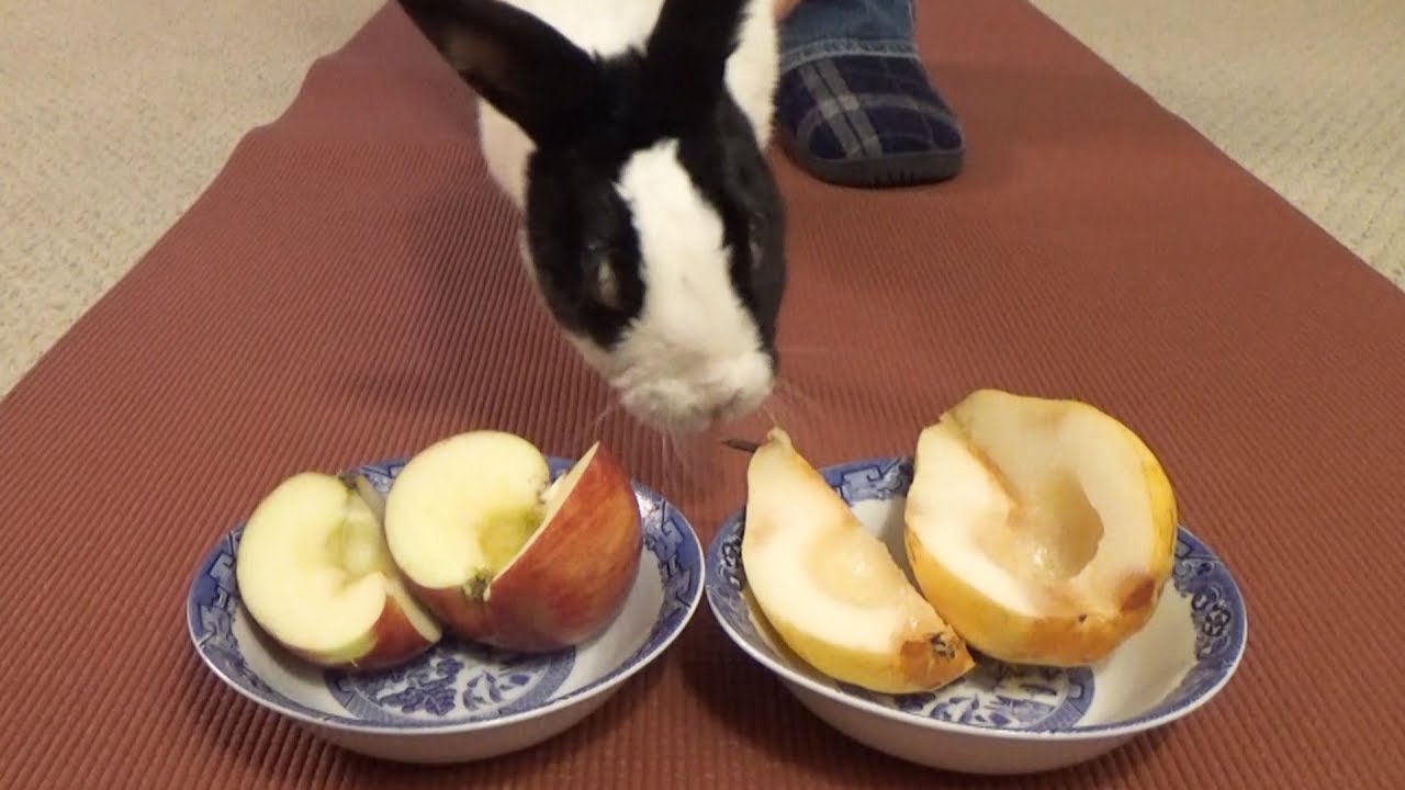 Rabbit eating taste test: Pear or apple?