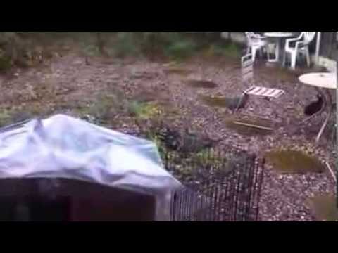 Rat attack on baby rabbit