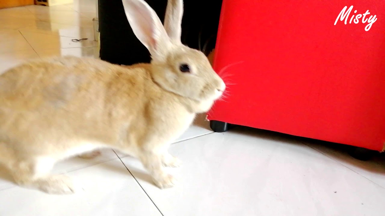 Baby Bunny Rabbit Video - Cute Rabbit
