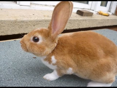 Top 5 popular and cute rabbit breeds In The World of 2017