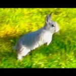 Baby Bunny Rabbit Running Fast - Slow Motion
