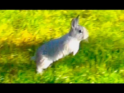 Baby Bunny Rabbit Running Fast - Slow Motion