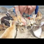 Japan's Rabbit Island Bunnies Swarm Apple Ring Leader!