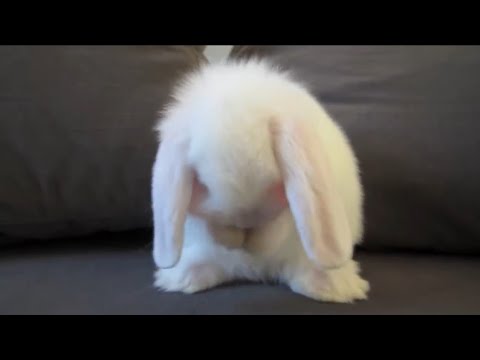 Cute bunny laughing 💜💜😀