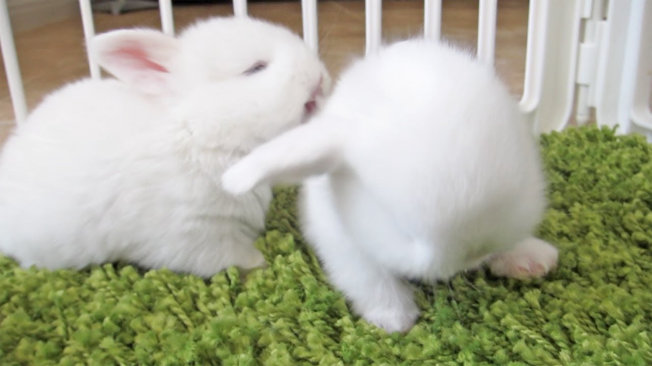 The Cutest Baby Bunnies - Licks!