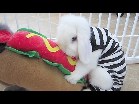 Bunny Costume Party Gone WILD!