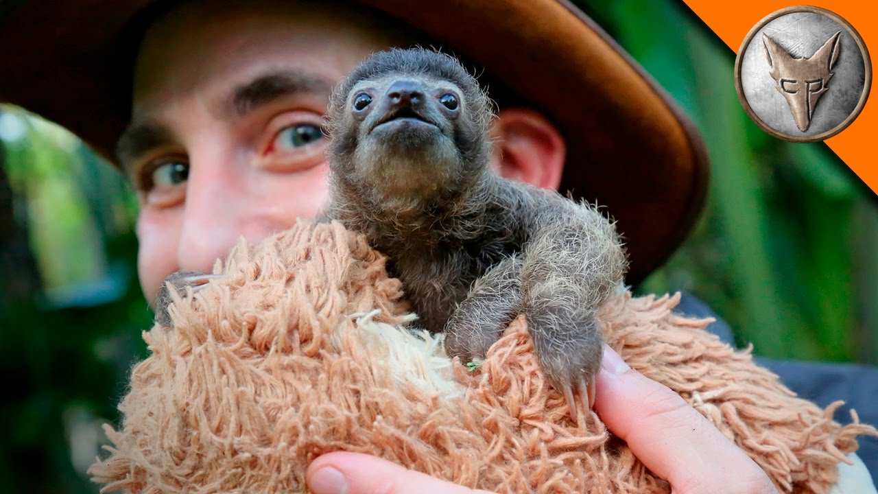 Cutest Baby Sloth EVER!