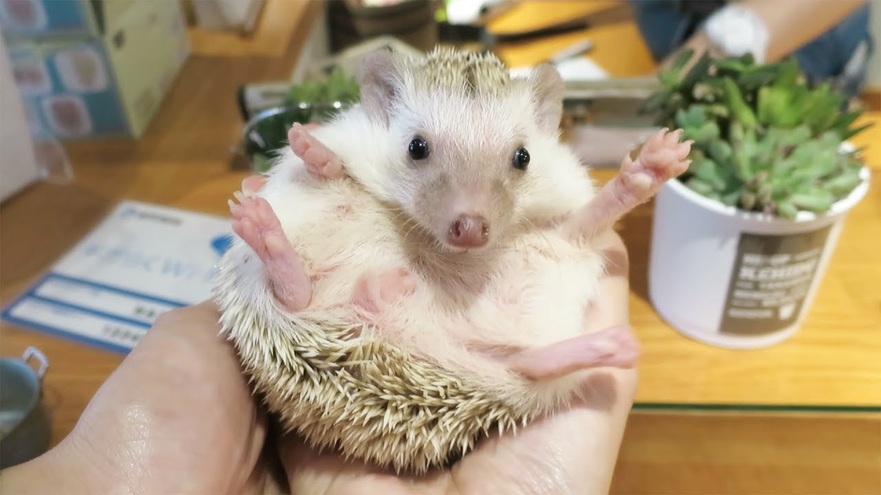 How to Pick Up and Hold a Hedgehog - Super Cute!