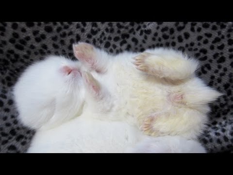 Baby Bunny Dreaming!
