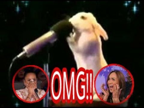 Top 5 best auditions animals, America's Got talent 2017