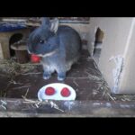 Cute bunnies eating raspberries!