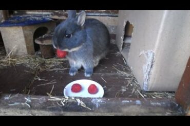 Cute bunnies eating raspberries!