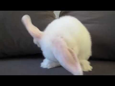 Cute bunny watsapp status 😍