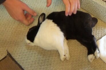 Turning a sleeping rabbit