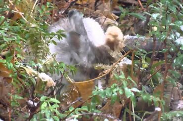 A cute cuddly rabbit being chased by a pine marten.