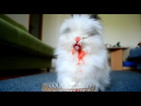 Cute Rabbit After Eating Strawberries & Cherries