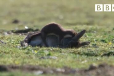 Stoat kills rabbit ten times its size - Life | BBC